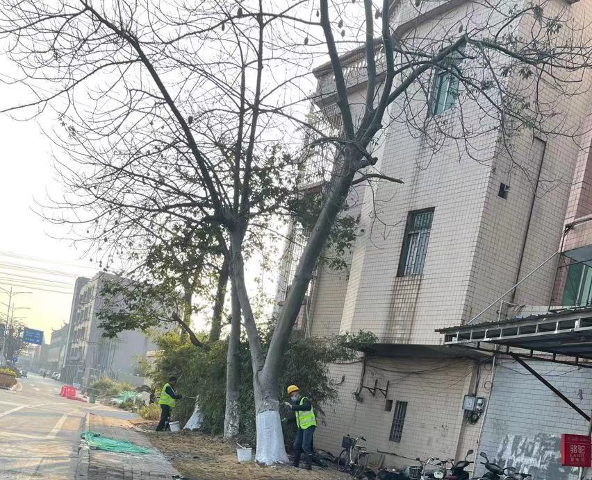 做好佛山保利公館小區的綠化養護防寒工作