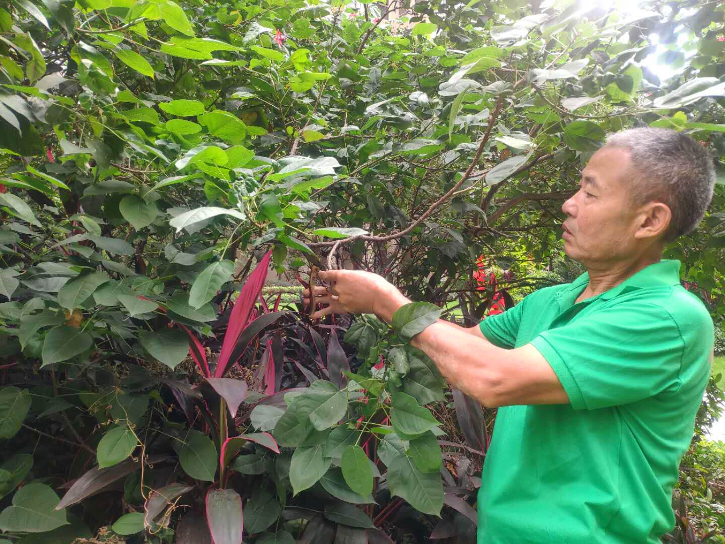 園林綠化養(yǎng)護(hù)植物的修剪造型工作