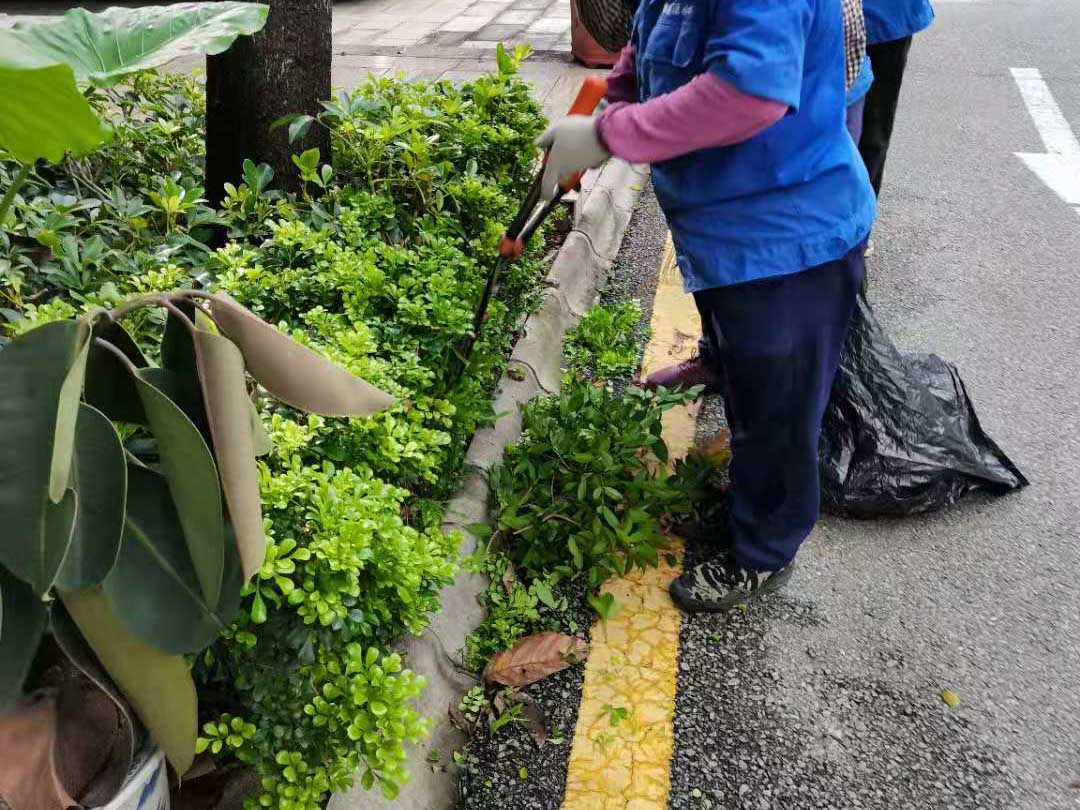 園林綠化養護的修剪