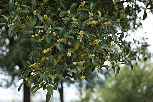 桂花的養護