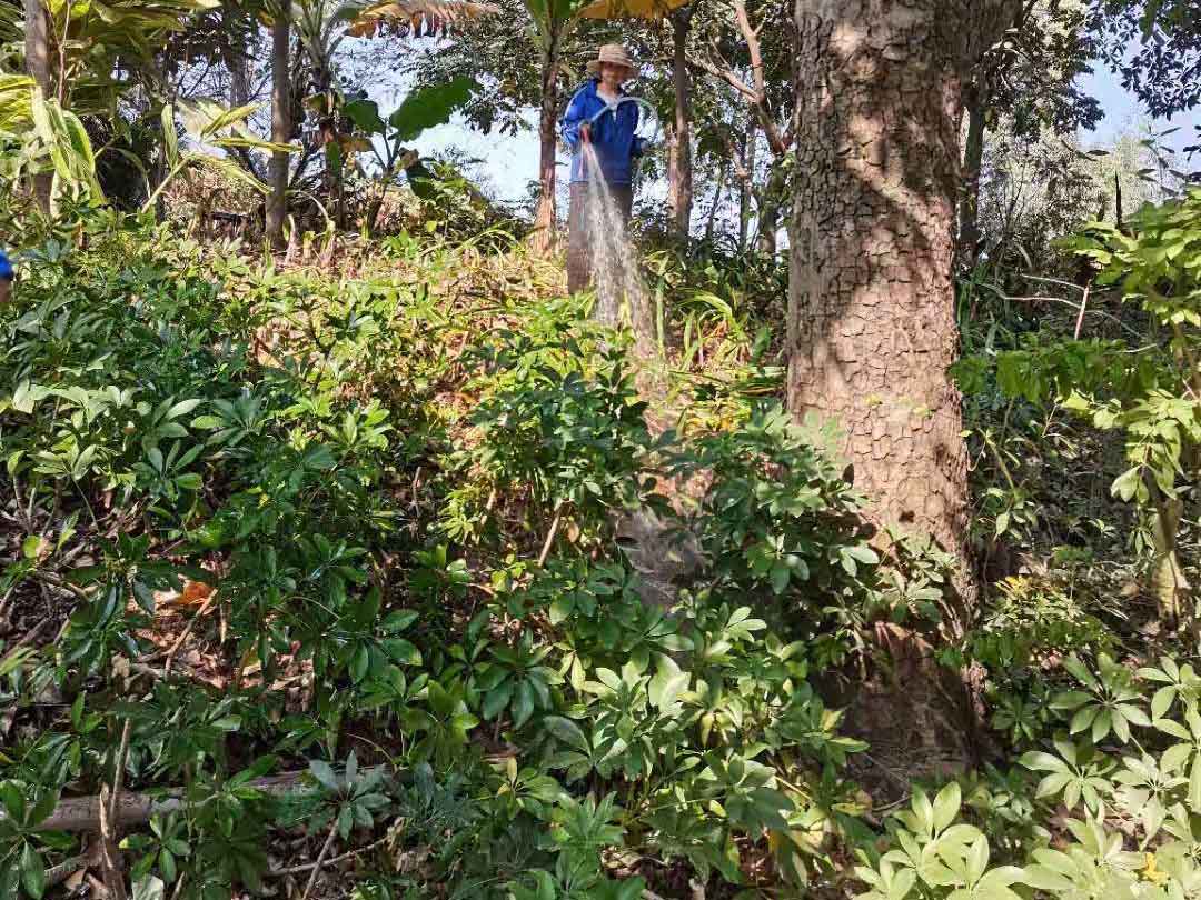 工廠綠化養護澆水