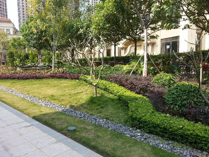 園林綠化養護地被植物的應用