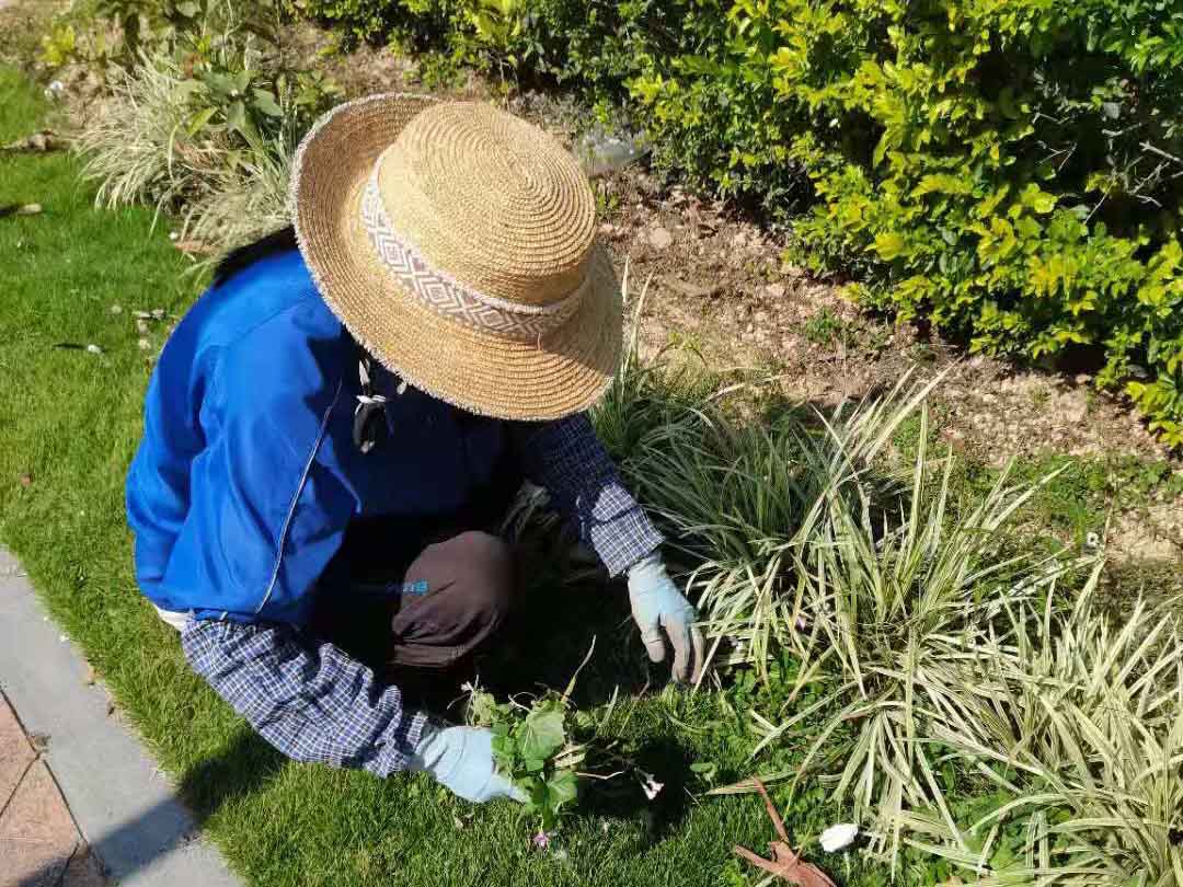 園林綠化養護清理雜草