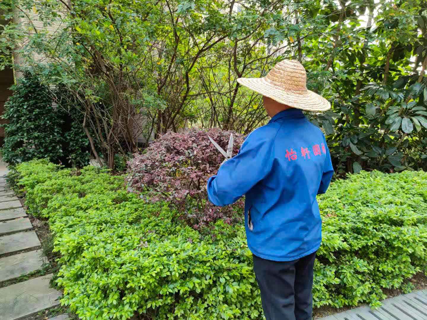 怡軒園林綠化公司對小區綠化進行修建