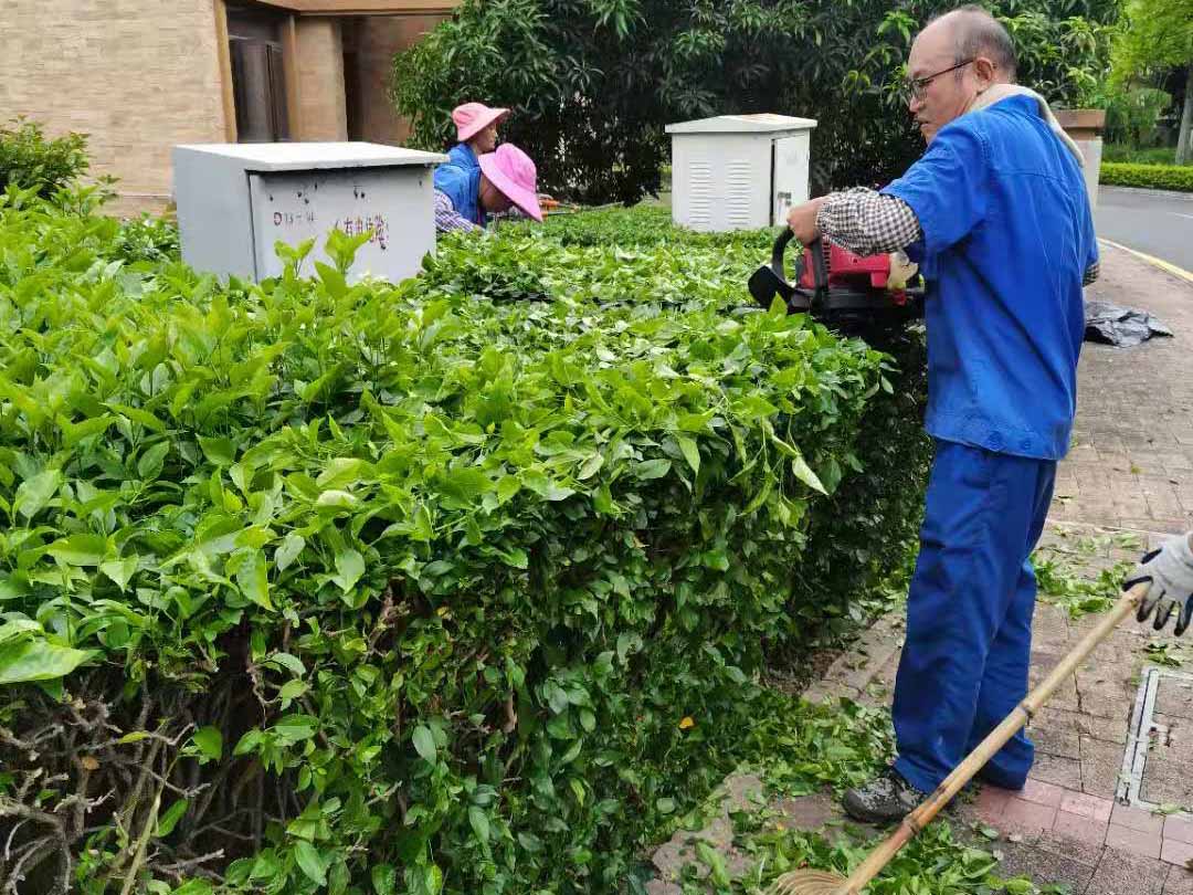 園林綠化養護修剪綠籬