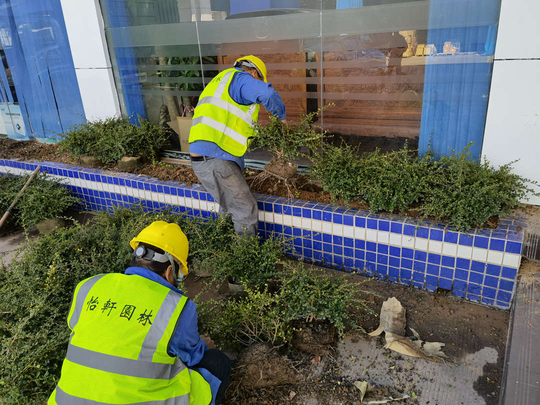 怡軒園林綠化公司施工種植現場