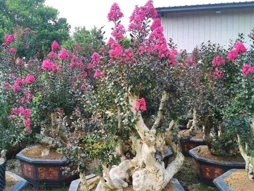 紫薇盆景的養護管理