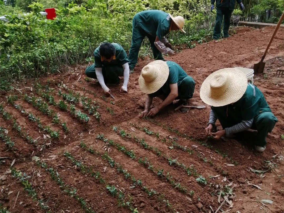 小區綠化養護補植