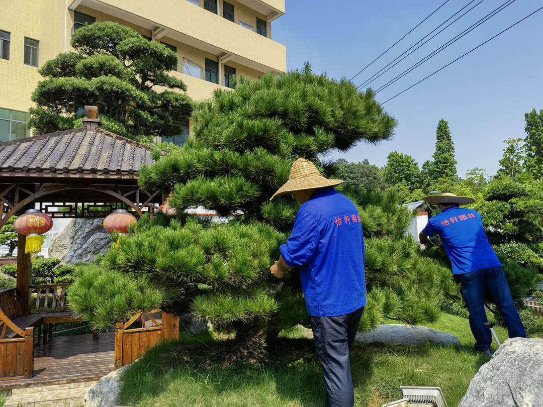 園林綠化養護修剪