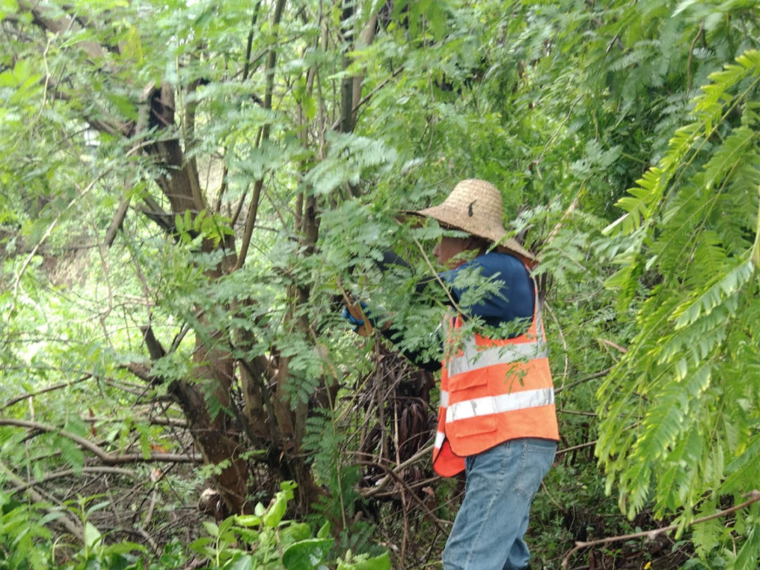 冬季園林綠化養護清理樹枝