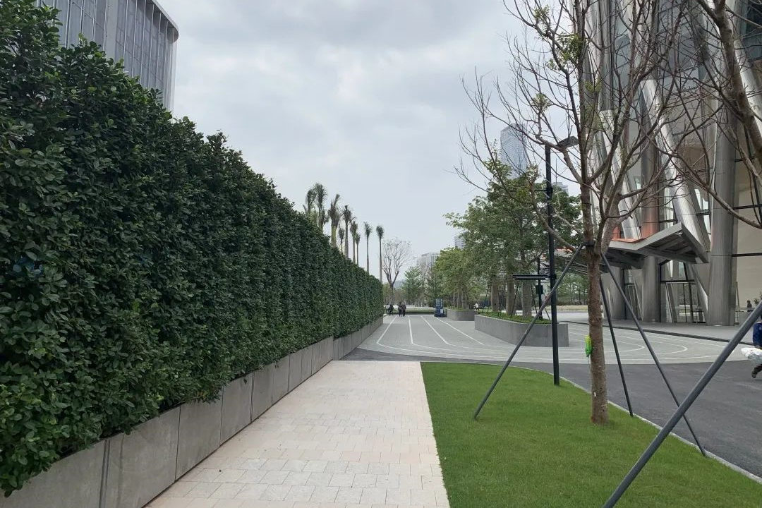 園林綠化工程中綠籬的種植營造
