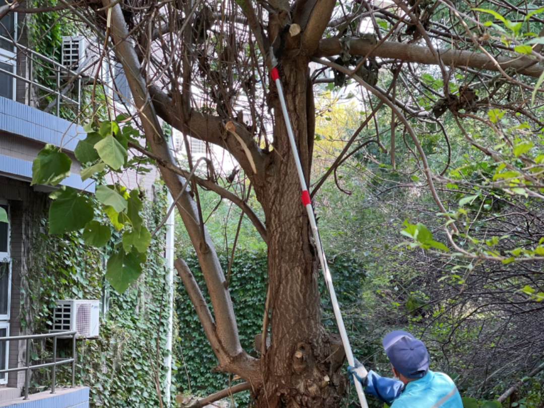 春季綠化養護修剪