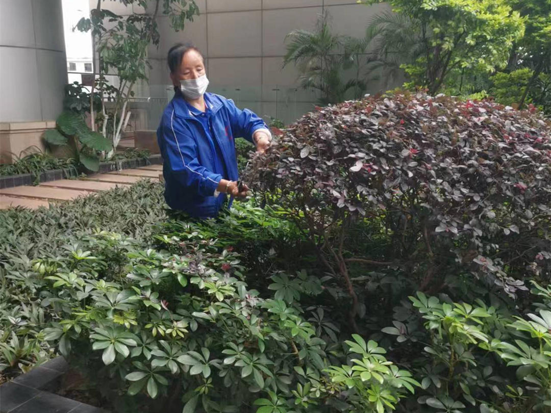園林綠化養(yǎng)護修剪