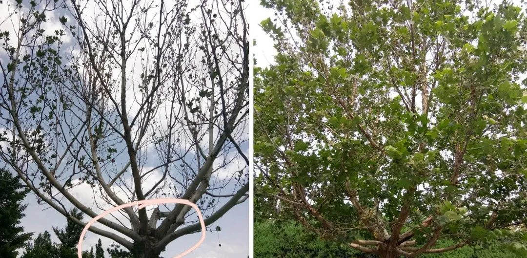 綠化養護法桐復壯前后效果對比