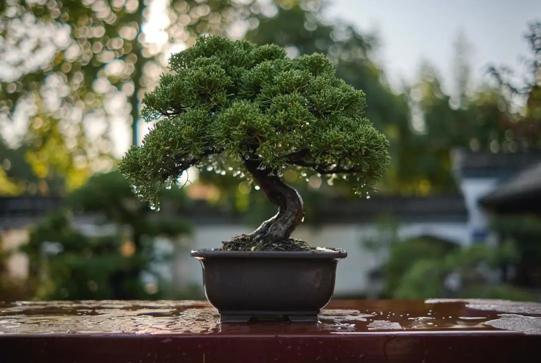 夏季綠化養(yǎng)護(hù)盆景的管理