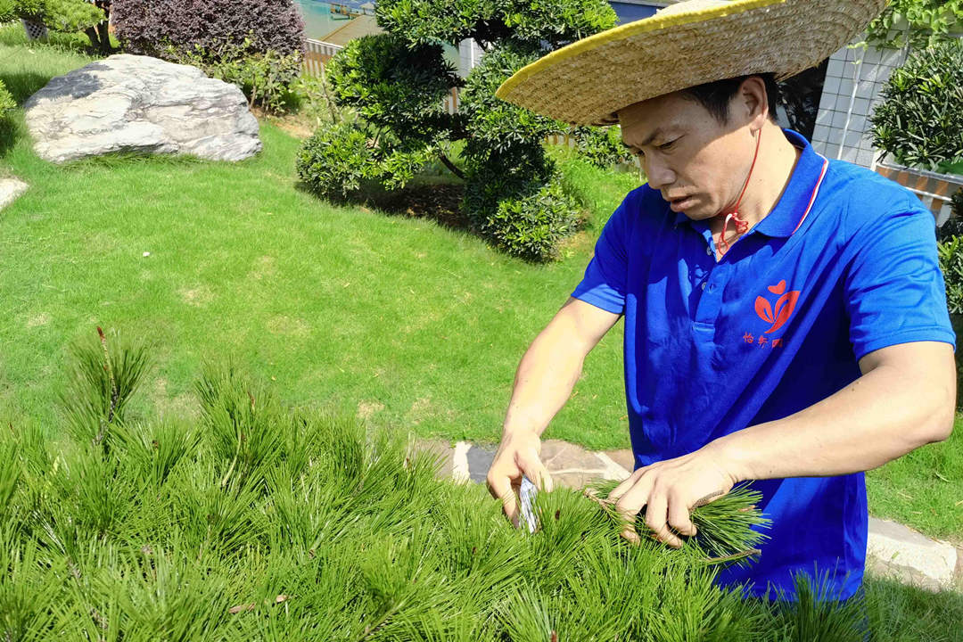 綠化養(yǎng)護(hù)修剪