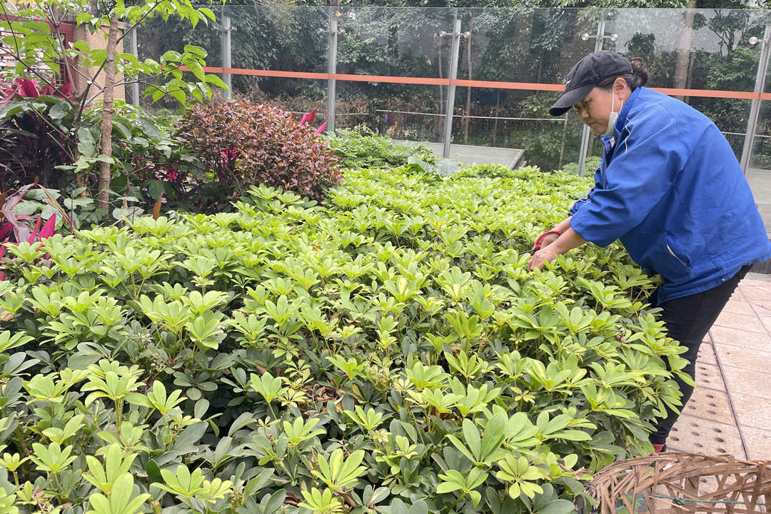小區綠化養護修剪