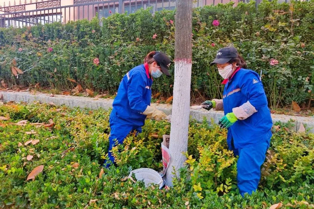 十二月冬季園林綠化養護苗木涂白