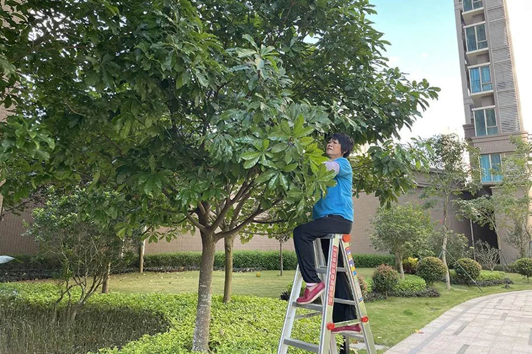 冬季園林綠化養(yǎng)護(hù)修剪