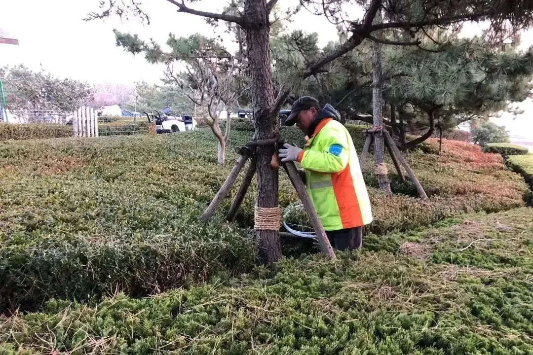 冬季綠化養護