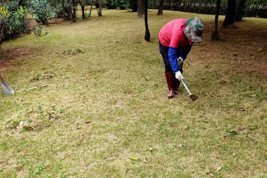冬季綠化養護除草