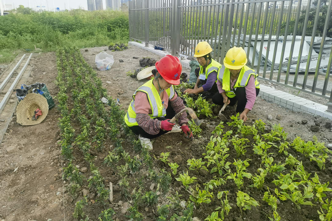 園林綠化工程種植規范