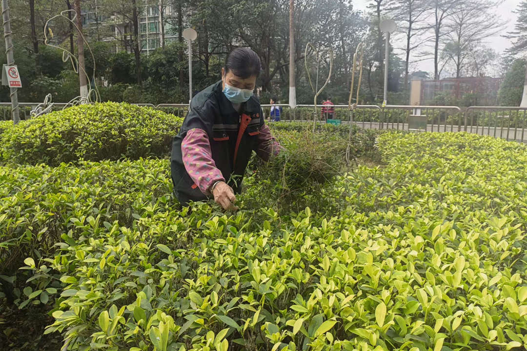 小區(qū)綠化養(yǎng)護(hù)清理枯枝