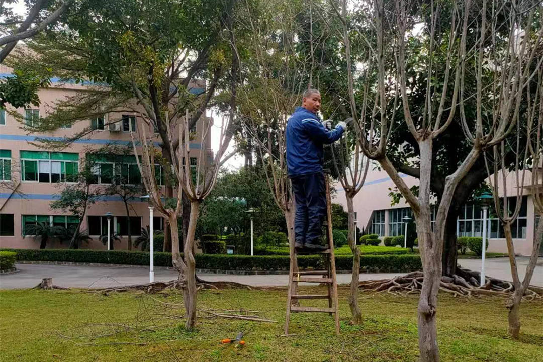 廠區綠化養護清理枯枝